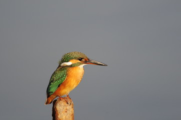 The Common Kingfisher (Alcedo atthis) at Maagan Michael Lake