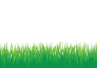 Fototapeta premium grass