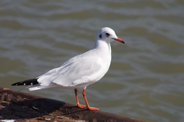 Lachm&ouml;we auf der Kaimauer