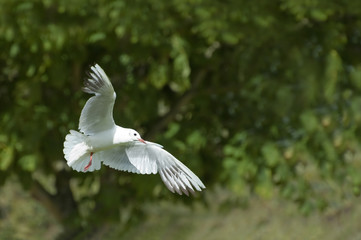 white dove a symbol of peace and purity