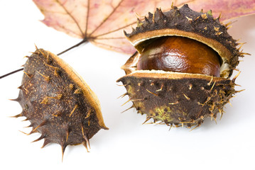 Autumn chestnut