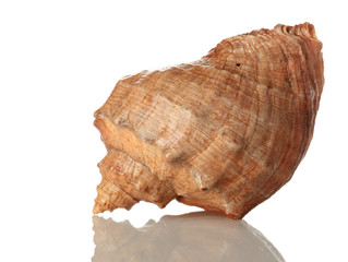sea shell isolated om white