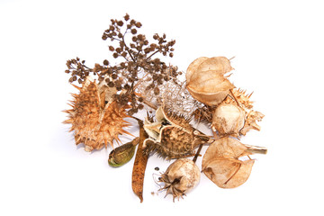 Obraz na płótnie Canvas Study in brown - autumn seed heads
