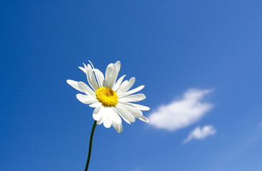 Little daisy on blue sky