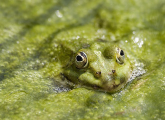 Teichfrosch