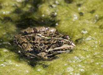 Wasserfrosch