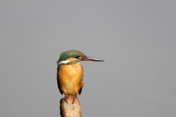 The Common Kingfisher (Alcedo atthis) at Maagan Michael Lake