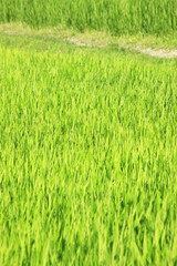 夏の田んぼ