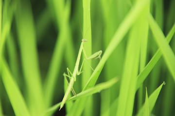 カマキリ