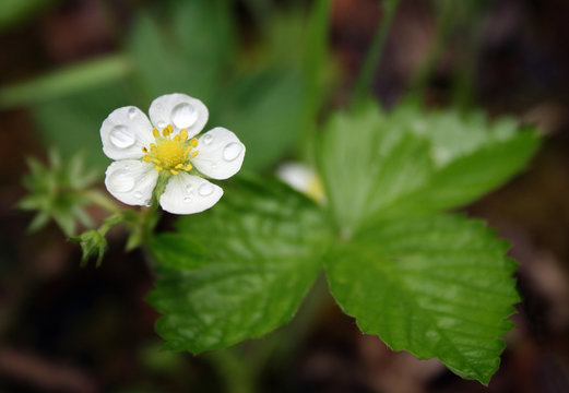 Walderdbeerbl&uuml;te