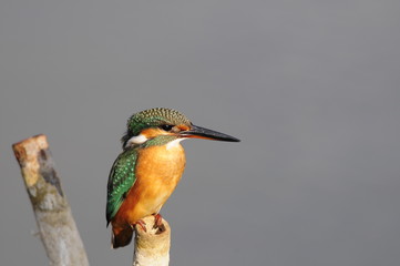 The Common Kingfisher (Alcedo atthis) at Maagan Michael Lake