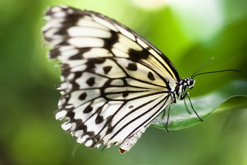 Fototapeta na wymiar Butterfly (Idea Leuconoe) (South Asia)