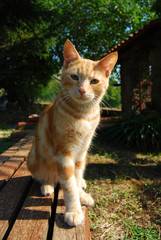 Bonjour, je suis le chat roux © francovolpato