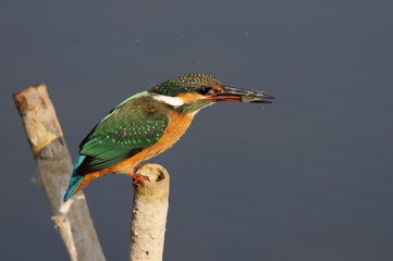 The Common Kingfisher (Alcedo atthis) with shrimp