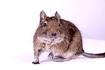 Aufmerksamer Degu