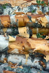 Birch logs