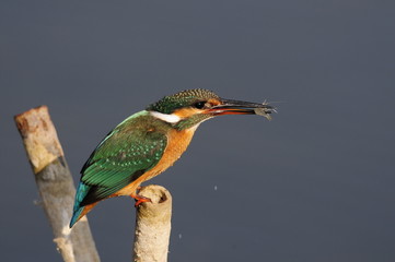 The Common Kingfisher (Alcedo atthis) with shrimp