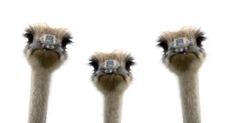 Wall murals Ostrich A group of ostriches isolated on white background