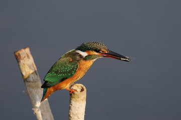 The Common Kingfisher (Alcedo atthis) with shrimp