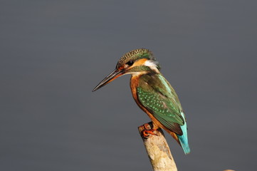 The Common Kingfisher (Alcedo atthis) at Maagan Michael Lake