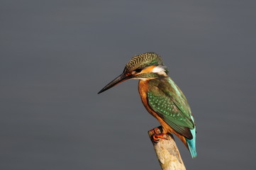 The Common Kingfisher (Alcedo atthis) at Maagan Michael Lake