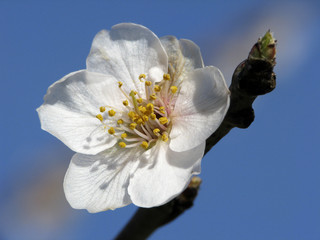Prunus dulcis, var. amara, Bitter-Mandel, Almond tree