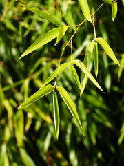 Bamboo leaves