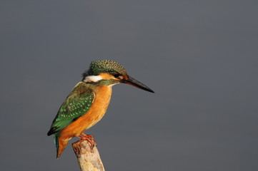 The Common Kingfisher (Alcedo atthis) at Maagan Michael Lake