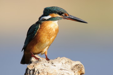 The Common Kingfisher (Alcedo atthis) at Maagan Michael Lake