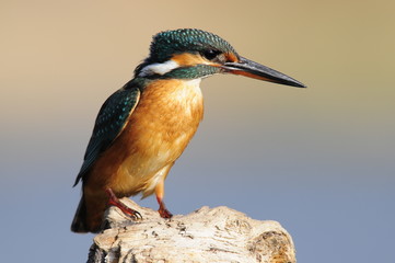 The Common Kingfisher (Alcedo atthis) at Maagan Michael Lake
