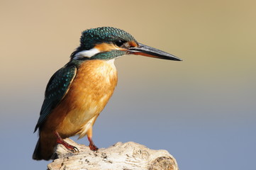 Common Kingfisher (Alcedo atthis) at Maagan Michael Lake