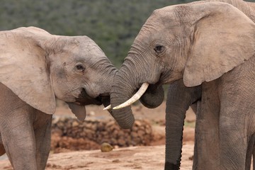 Fototapeta na wymiar African Elephant Greeting