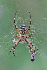 Argiope bruennichi