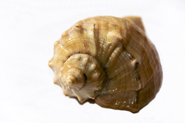 shell