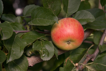 red apple