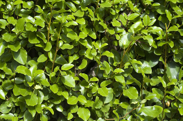 Fototapeta na wymiar Green Leaf Pattern