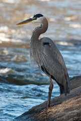 Great Blue Heron Fishing on Boulder next to a River