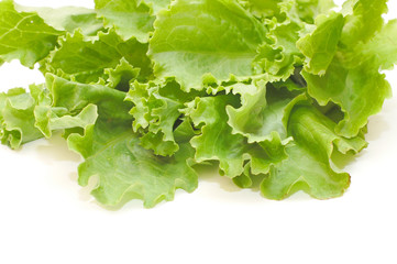 Fresh green Lettuce salad on white