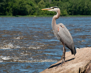 Great Blue Heron on a boulder by river