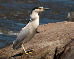 Black-capped Night-heron on boulder by river