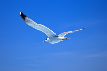 Naklejka premium Flying seagull over blue sky background