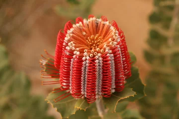 Zelfklevend Fotobehang Scarlet Banksia - Australian Wildflower © GCPabloImages