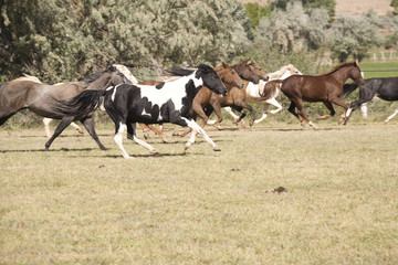 Horses running
