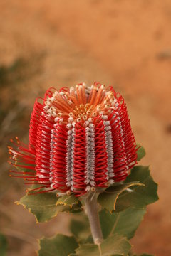 Scarlet Banksia - Native Australian Wildflower