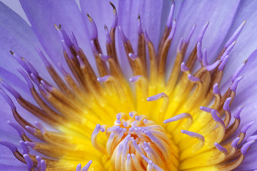 Obraz premium Blue Lotus pollen