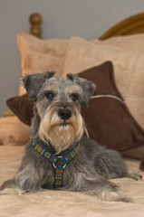 Pampered Miniature Schnauzer Dog