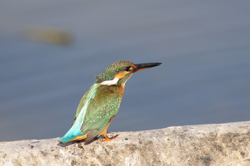 The Common Kingfisher (Alcedo atthis) at Maagan Michael Lake