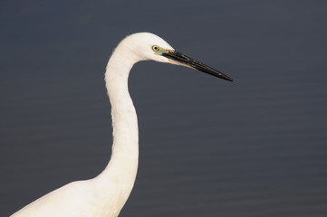 Little Egret (Egretta Garzetta)