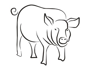 Fototapeta premium Schwein001