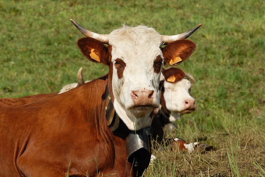 vache clochette